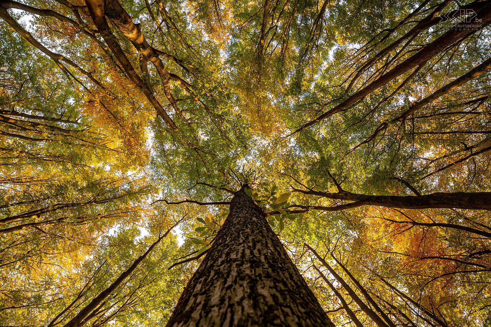 Autumn - Chartreuzen forest  Stefan Cruysberghs